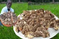 ببینید| غذای روستایی در هند؛ پخت یک غذای سنتی با بلدرچین و فلفل در جنگل