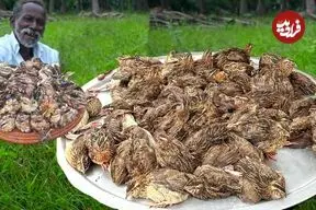 ببینید| غذای روستایی در هند؛ پخت یک غذای سنتی با بلدرچین و فلفل در جنگل