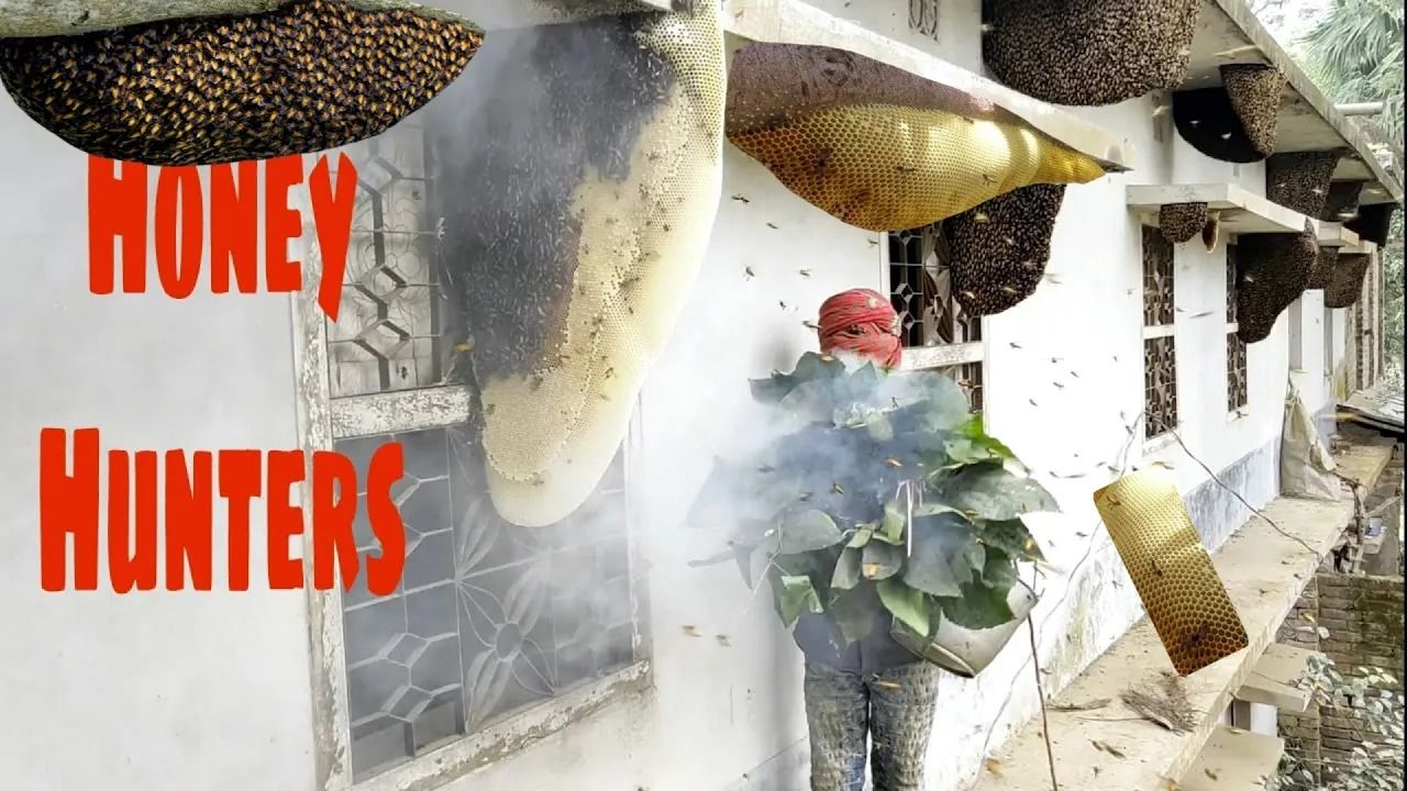(ویدئو) برداشت هیجان انگیز 12 قاب عسل وحشی روی دیوار یک خانه متروک در تایوان