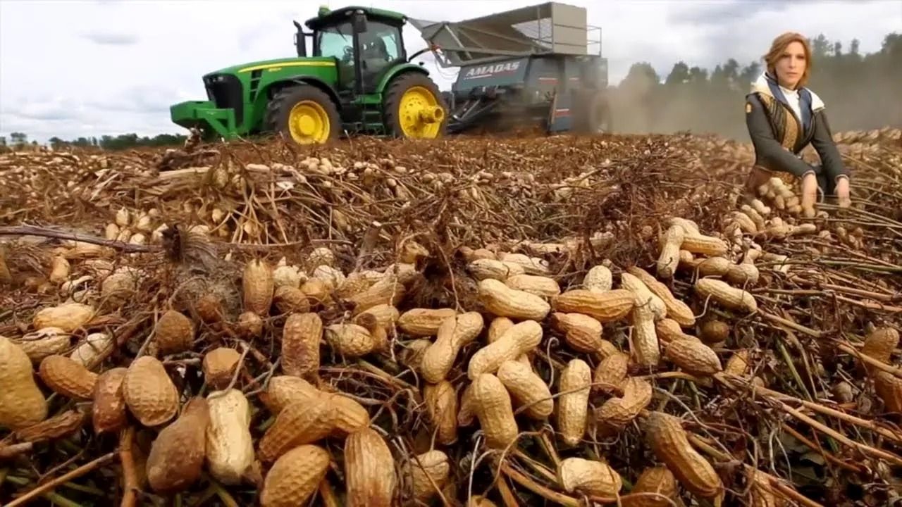 (ویدئو) روش خلاقانه کشاورزان ژاپنی برای تولید هزاران تن بادام زمینی را ببینید