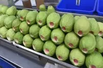 (ویدئو) مهارت دیدنی برش هندوانه و گواوا!