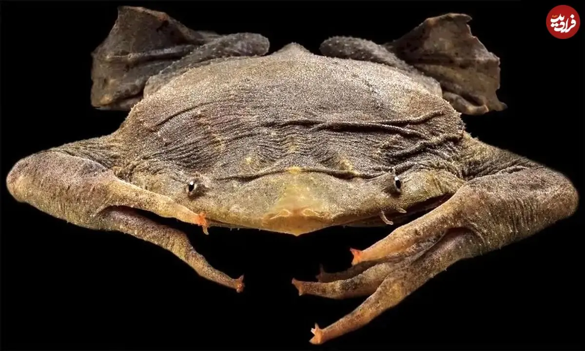 عجیب‌ترین قورباغه‌های جهان؛ از «قورباغه شیشه‌ای» تا «قورباغه طلایی کشنده»