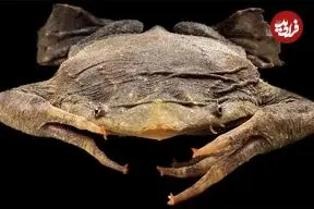 عجیب‌ترین قورباغه‌های جهان؛ از «قورباغه شیشه‌ای» تا «قورباغه طلایی کشنده»