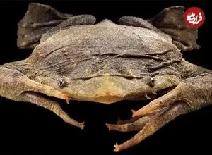 عجیب‌ترین قورباغه‌های جهان؛ از «قورباغه شیشه‌ای» تا «قورباغه طلایی کشنده»