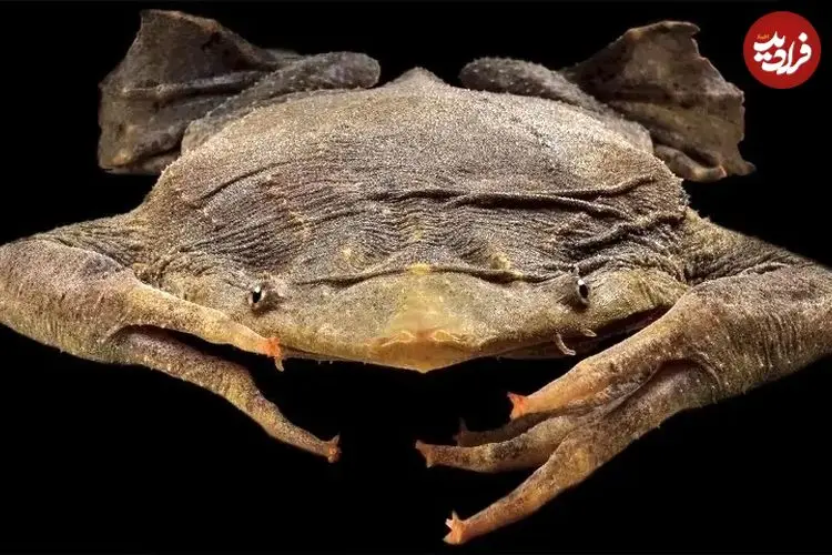 عجیب‌ترین قورباغه‌های جهان؛ از «قورباغه شیشه‌ای» تا «قورباغه طلایی کشنده»