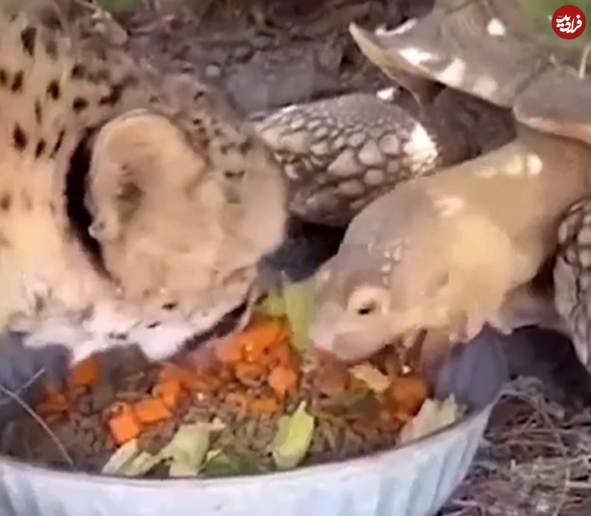 (ویدیو) هم غذا شدن جالب یوزپلنگ و لاک پشت!
