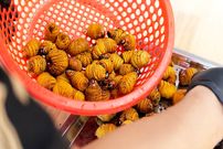 ببینید؛ غذای خیابانی در ویتنام؛ پخت انواع غذا با کرم غول پیکر نارگیل در هانوی