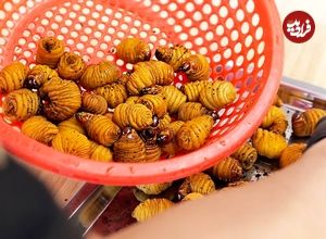 ببینید؛ غذای خیابانی در ویتنام؛ پخت انواع غذا با کرم غول پیکر نارگیل در هانوی