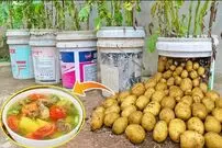 (ویدئو) ویتنامی ها به جای خرید سیب زمینی، به این روش در خانه کشت و برداشت می کنند