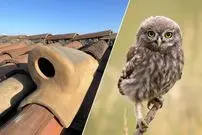 عکس؛ طراحی «سفال جغد»؛ ابتکار فناورانه برای نجات جغدهای کوچک در اسپانیا