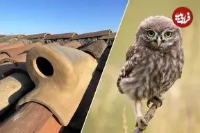 عکس؛ طراحی «سفال جغد»؛ ابتکار فناورانه برای نجات جغدهای کوچک در اسپانیا