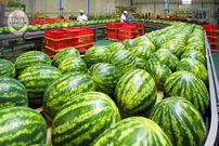 ببینید؛ مراحل دیدنی کاشت، برداشت و فرآوری هزاران تن هندوانه در ژاپن