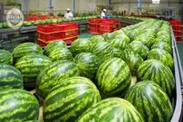 ببینید؛ مراحل دیدنی کاشت، برداشت و فرآوری هزاران تن هندوانه در ژاپن