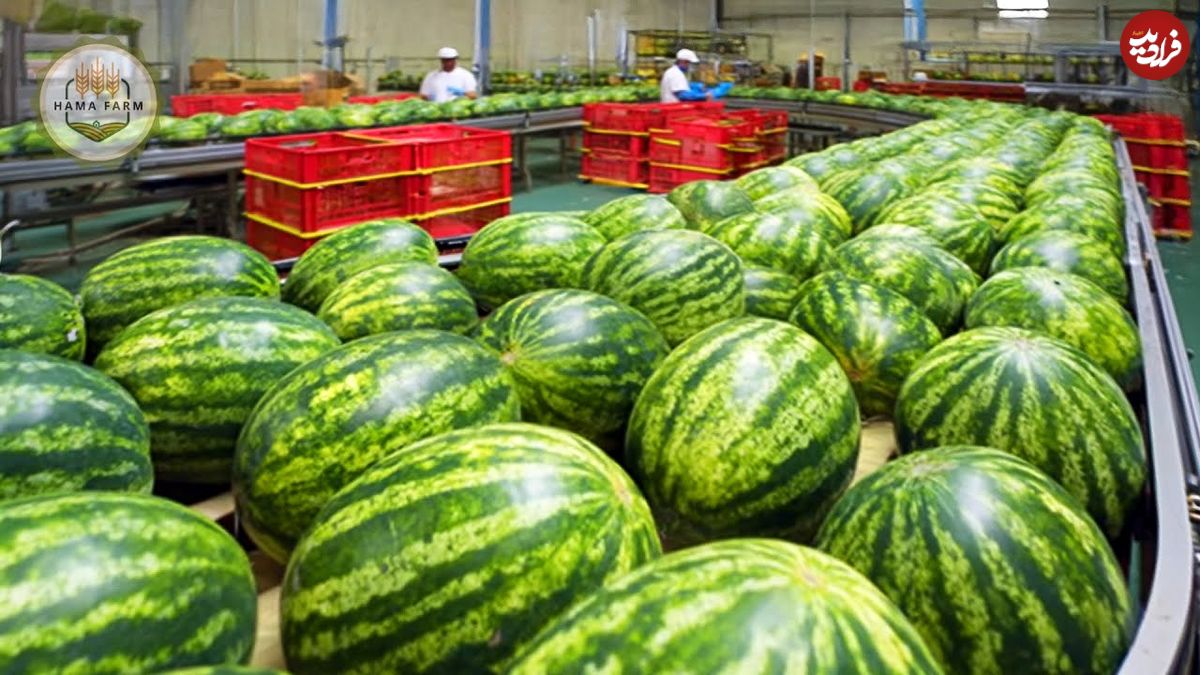 ببینید؛ مراحل دیدنی کاشت، برداشت و فرآوری هزاران تن هندوانه در ژاپن
