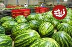ببینید؛ مراحل دیدنی کاشت، برداشت و فرآوری هزاران تن هندوانه در ژاپن