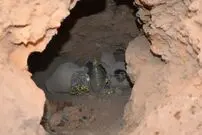 (ویدئو) کشف دو کوزه پر از جواهرات و سکه های باستانی توسط یک گنج یاب آماتور