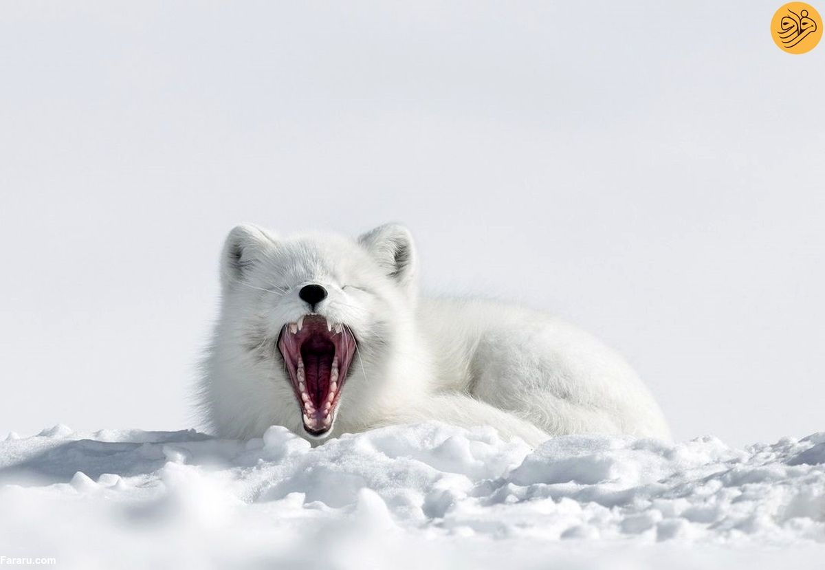 (عکس) لحظه خمیازه کشیدن یک روباه قطبی