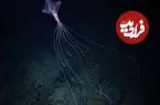 هیولا بالاخره جلوی دوربین آمد؛ موجودی که فقط حدود ۷۰ بار دیده شده است