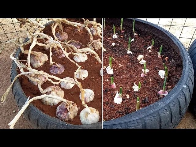 (ویدئو) به روش این کشاورز لبنانی در خانه سیر بکارید و برداشت کنید