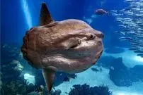 عکس| عجیب‌ترین و به‌دردنخورترین ماهی اقیانوس