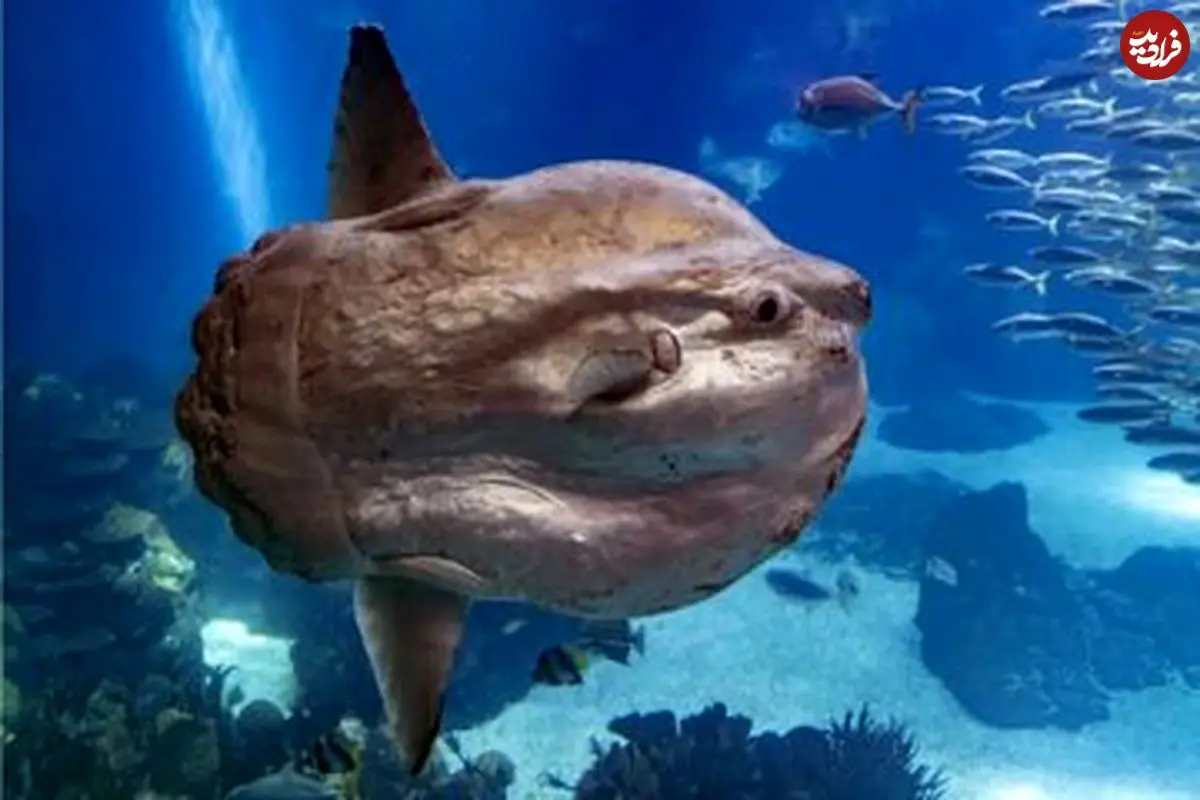 عکس| عجیب‌ترین و به‌دردنخورترین ماهی اقیانوس