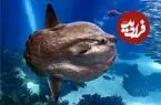 عکس| عجیب‌ترین و به‌دردنخورترین ماهی اقیانوس