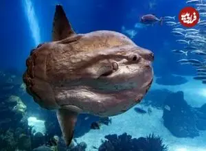 عکس| عجیب‌ترین و به‌دردنخورترین ماهی اقیانوس