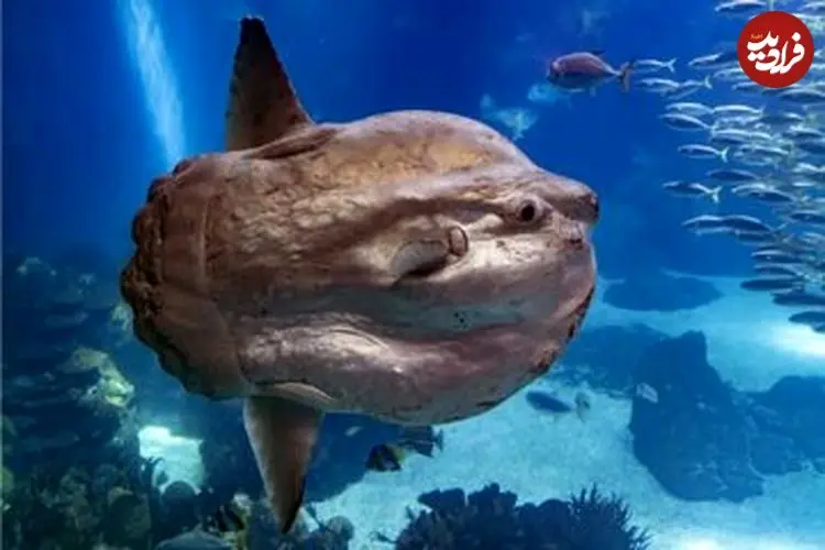 عکس| عجیب‌ترین و به‌دردنخورترین ماهی اقیانوس