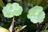 تصاویر؛ آب بشقاب یا قدح مریم؛ گیاهی بسیار سریع‌الرشد و مهاجم که ساقه‌هایش افقی رشد می‌کنند و روزی ۲۰ سانتیمتر بزرگتر می‌شود