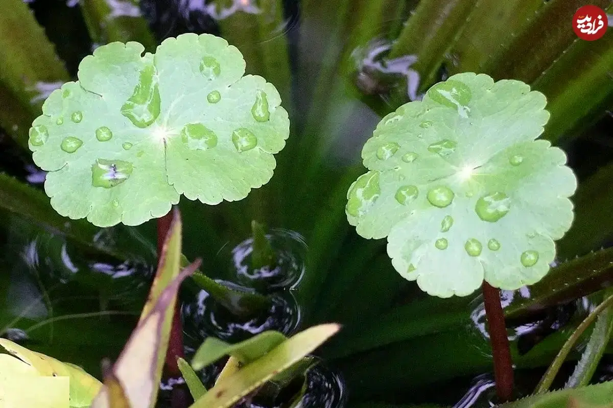 تصاویر؛ آب بشقاب یا قدح مریم؛ گیاهی بسیار سریع‌الرشد و مهاجم که ساقه‌هایش افقی رشد می‌کنند و روزی ۲۰ سانتیمتر بزرگتر می‌شود