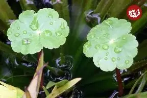 تصاویر؛ آب بشقاب یا قدح مریم؛ گیاهی بسیار سریع‌الرشد و مهاجم که ساقه‌هایش افقی رشد می‌کنند و روزی ۲۰ سانتیمتر بزرگتر می‌شود