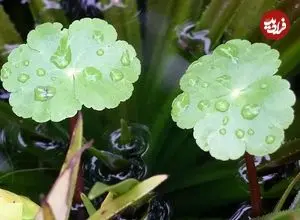 تصاویر؛ آب بشقاب یا قدح مریم؛ گیاهی بسیار سریع‌الرشد و مهاجم که ساقه‌هایش افقی رشد می‌کنند و روزی ۲۰ سانتیمتر بزرگتر می‌شود