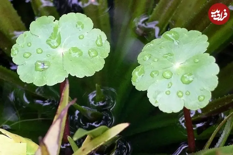 تصاویر؛ آب بشقاب یا قدح مریم؛ گیاهی بسیار سریع‌الرشد و مهاجم که ساقه‌هایش افقی رشد می‌کنند و روزی ۲۰ سانتیمتر بزرگتر می‌شود