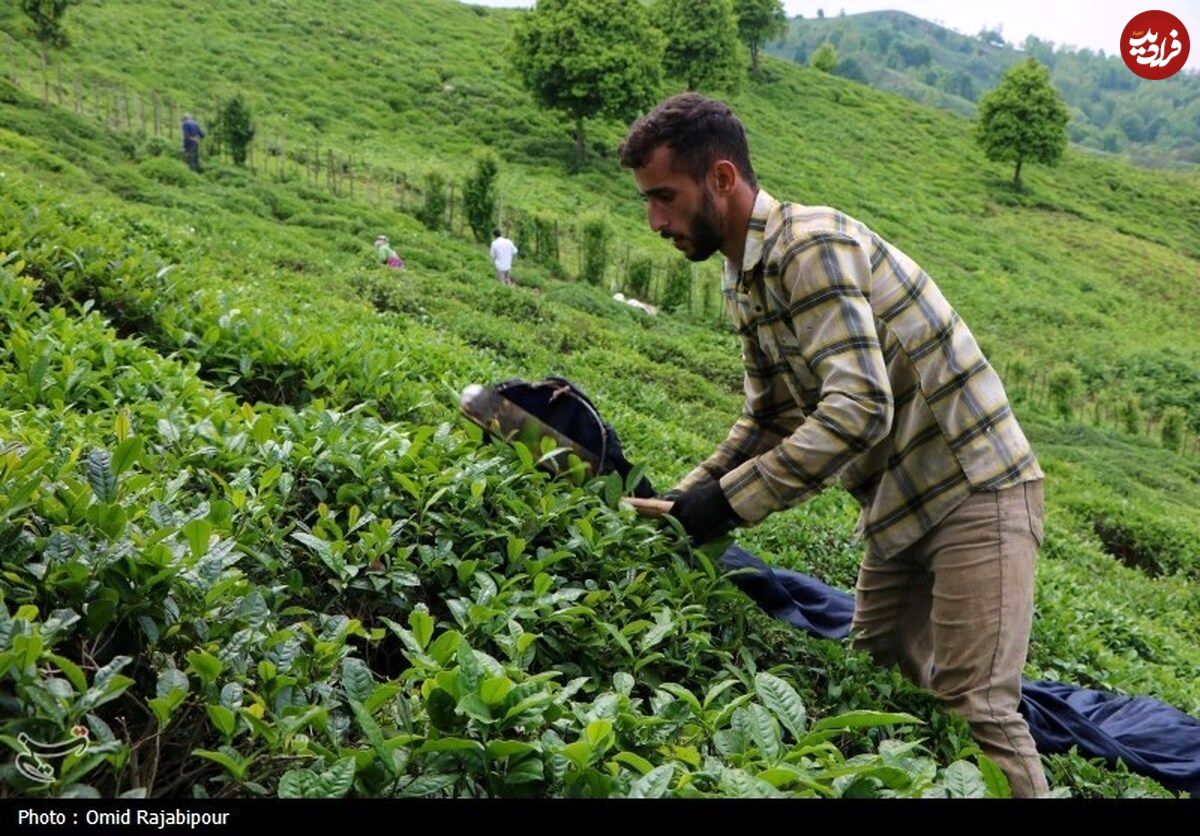 (تصاویر) برداشت چای بهاره باغات املش