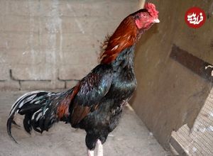 ببینید؛ نبرد شجاعانه خروس لاری با گراز