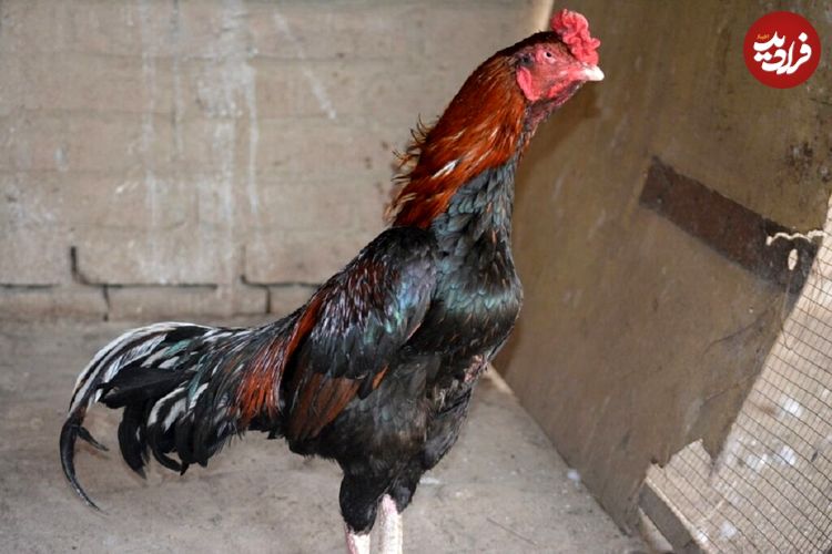 ببینید؛ نبرد شجاعانه خروس لاری با گراز