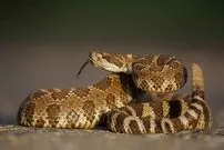 7 نشانه وجود مار در اطراف خانه شما