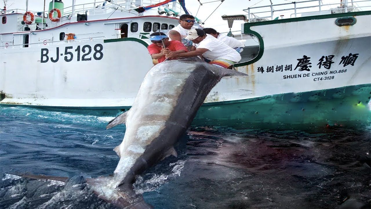 (ویدئو) لحظه صید بزرگترین شمشیر ماهی های جهان توسط 4 ماهیگیر خوش شانس آمریکایی