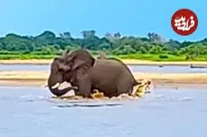 ببینید| تلاش فیل برای فرار از دست کروکودیلی که دم اش را گاز گرفته!