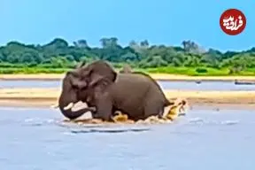 ببینید| تلاش فیل برای فرار از دست کروکودیلی که دم اش را گاز گرفته!