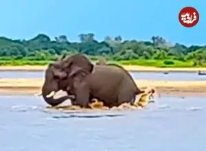 ببینید| تلاش فیل برای فرار از دست کروکودیلی که دم اش را گاز گرفته!