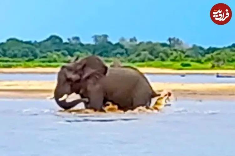 ببینید| تلاش فیل برای فرار از دست کروکودیلی که دم اش را گاز گرفته!