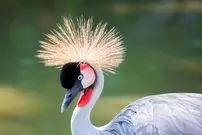 نگاهی به 10 «پرندۀ ملی» در سراسر جهان