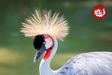 نگاهی به 10 «پرندۀ ملی» در سراسر جهان