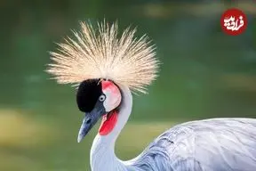 نگاهی به 10 «پرندۀ ملی» در سراسر جهان