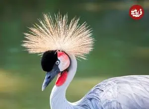 نگاهی به 10 «پرندۀ ملی» در سراسر جهان