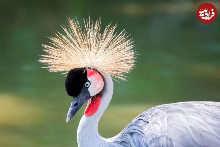 نگاهی به 10 «پرندۀ ملی» در سراسر جهان