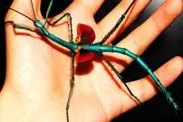 ببینید| 5 گونه از زیباترین حشره های چوبی کشف شده از میان 3000 گونه 