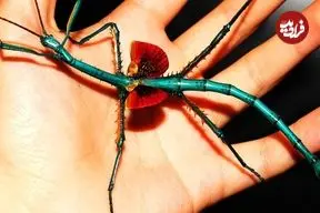 ببینید| 5 گونه از زیباترین حشره های چوبی کشف شده از میان 3000 گونه 