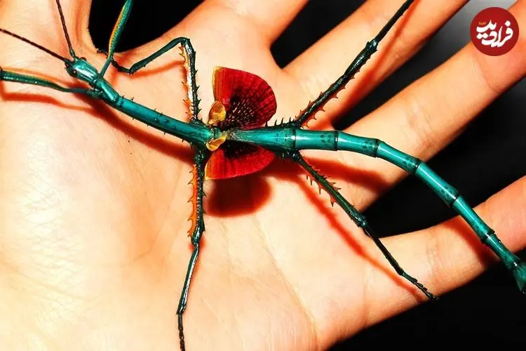 ببینید| 5 گونه از زیباترین حشره های چوبی کشف شده از میان 3000 گونه 